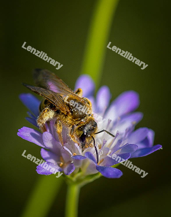 Bee on lavender flower